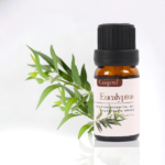 Eucalyptus Essential Oil 10 ml